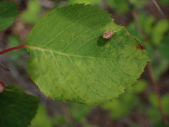 Blaesodiplosis