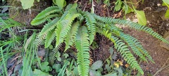 Polystichum lonchitis