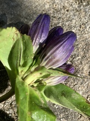 Gentiana clausa