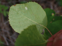 Blaesodiplosis