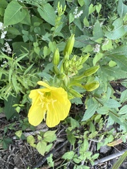 Oenothera biennis