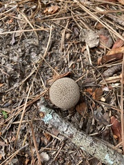 Lycoperdon