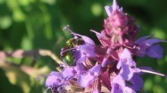 Augochlorella aurata