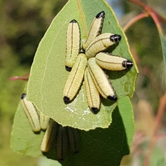 Paropsisterna cloelia