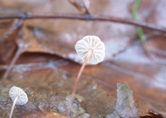 Collybiopsis quercophila