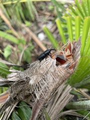Scyphophorus acupunctatus