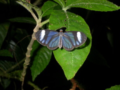 Ithomia
