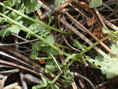 Woodsia oregana