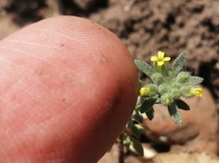 Alyssum