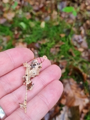 Collybiopsis quercophila