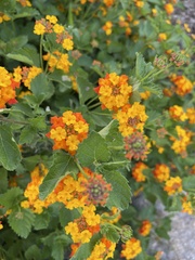 Lantana urticoides