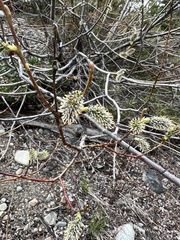 Salix scouleriana