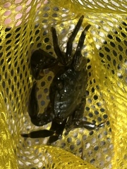 Pachygrapsus marmoratus