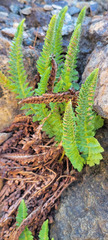 Polystichum lemmonii