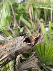 Scyphophorus acupunctatus
