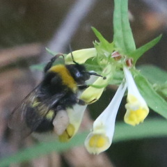 Bombus
