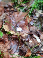 Collybiopsis quercophila