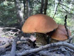 Leccinum insigne