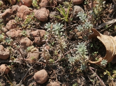 Alyssum