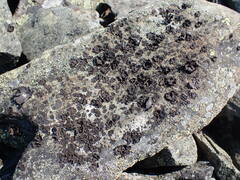 Umbilicaria