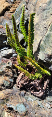 Polystichum kruckebergii
