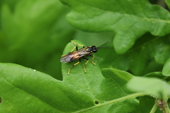 Tenthredo maculata