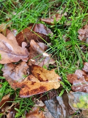 Collybiopsis quercophila