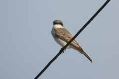 Tyrannus dominicensis dominicensis