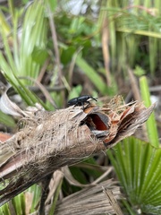 Scyphophorus acupunctatus