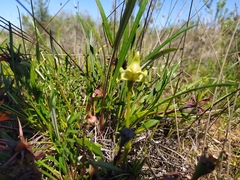 Disperis cucullata