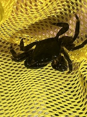 Pachygrapsus marmoratus