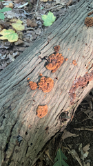 Phlebia radiata