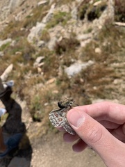Parnassius smintheus