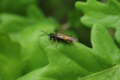 Tenthredo maculata