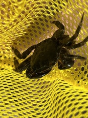 Pachygrapsus marmoratus