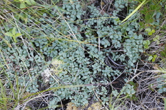 Vaccinium uliginosum