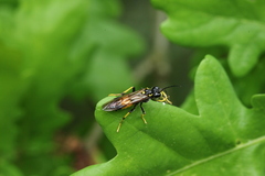 Tenthredo maculata