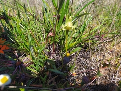 Disperis cucullata