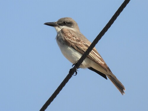 Subspecies Tyrannus dominicensis dominicensis · iNaturalist