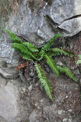 Polystichum lonchitis