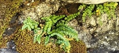 Asplenium viride