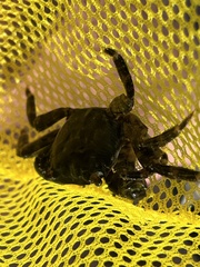 Pachygrapsus marmoratus