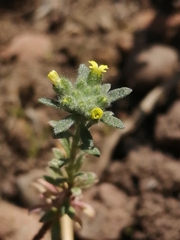 Alyssum