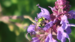 Augochlorella aurata