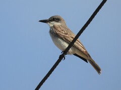 Tyrannus dominicensis dominicensis