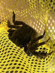 Pachygrapsus marmoratus