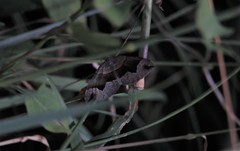 Scotopteryx moeniata