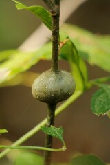 Zapatella quercusmedullae