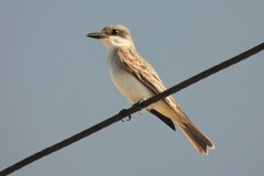 Tyrannus dominicensis dominicensis