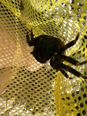 Pachygrapsus marmoratus